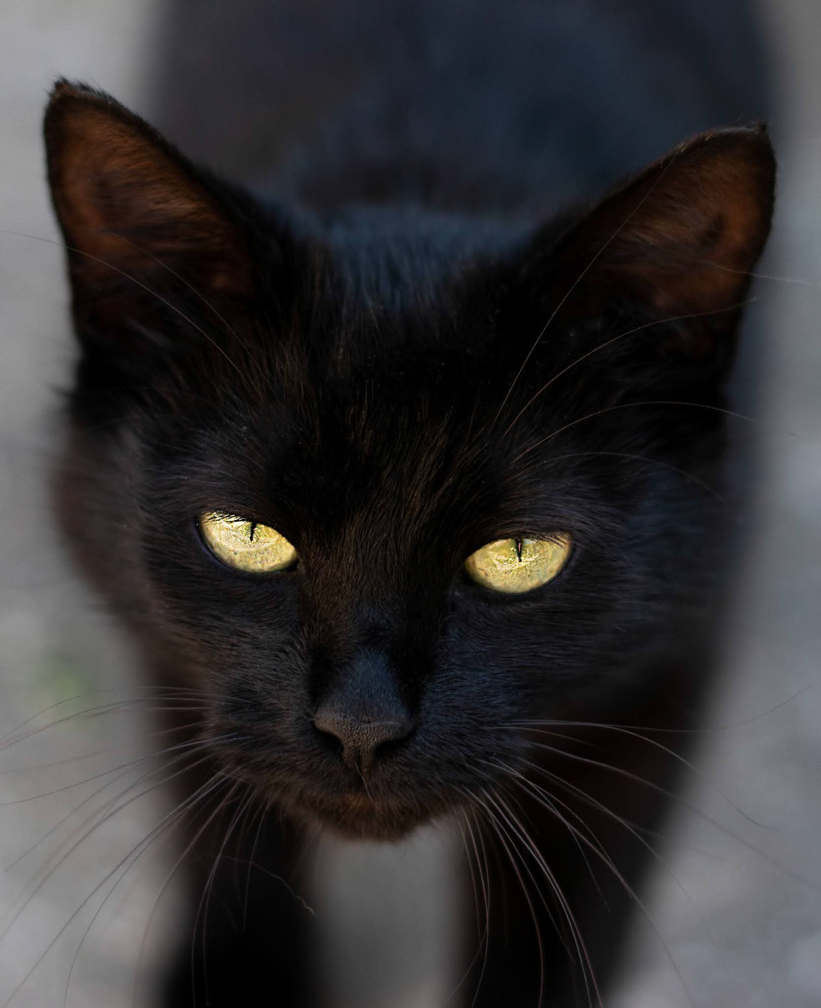 Black cat